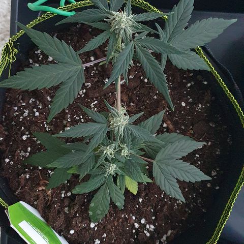 Blue Cheese Automatic growlog timeline photo
