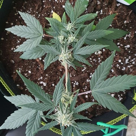 Blue Cheese Automatic growlog timeline photo