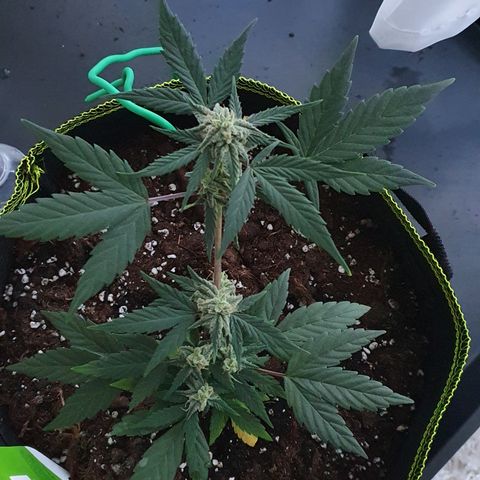 Blue Cheese Automatic growlog timeline photo