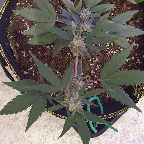 Blue Cheese Automatic growlog timeline photo