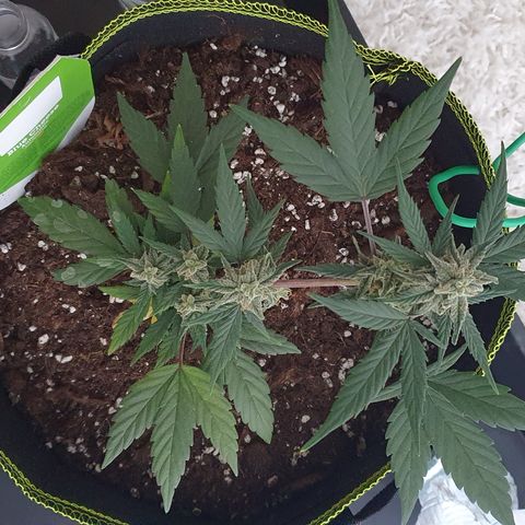 Blue Cheese Automatic growlog timeline photo