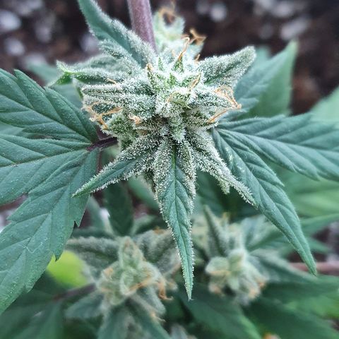 Blue Cheese Automatic growlog timeline photo
