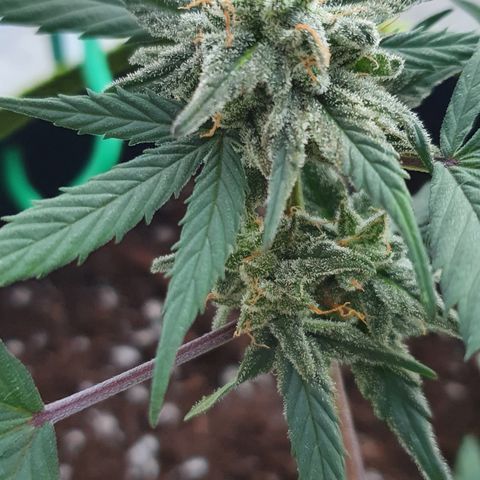 Blue Cheese Automatic growlog timeline photo
