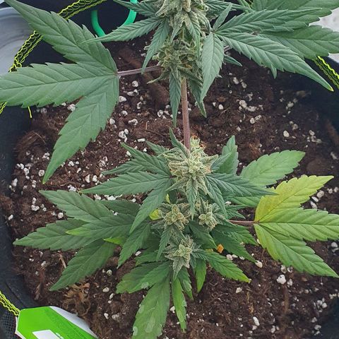 Blue Cheese Automatic growlog timeline photo
