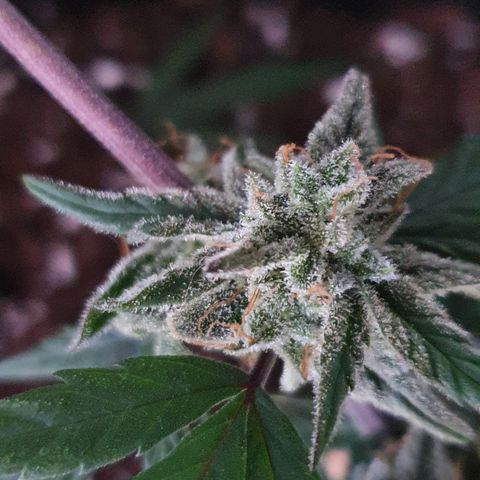 Blue Cheese Automatic growlog timeline photo