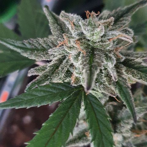 Blue Cheese Automatic growlog timeline photo