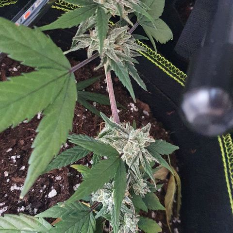 Blue Cheese Automatic growlog timeline photo