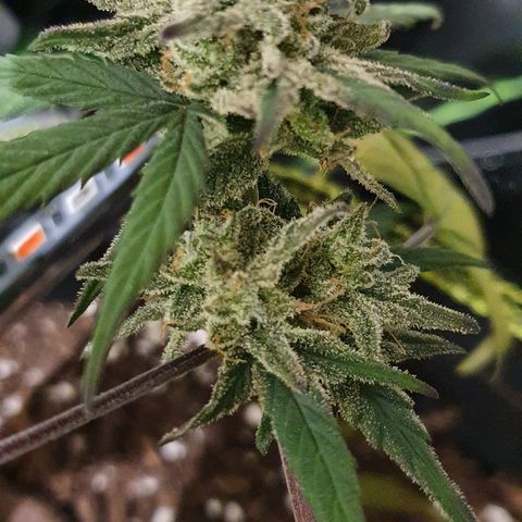 Blue Cheese Automatic growlog timeline photo