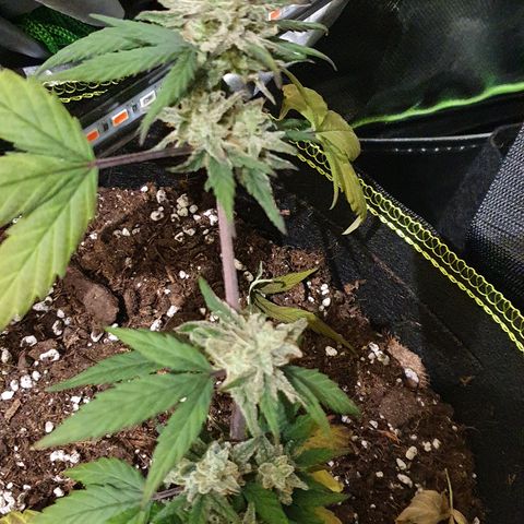 Blue Cheese Automatic growlog timeline photo