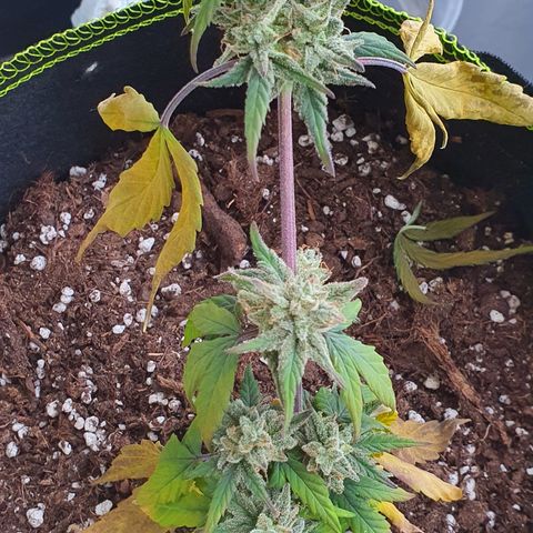 Blue Cheese Automatic growlog timeline photo