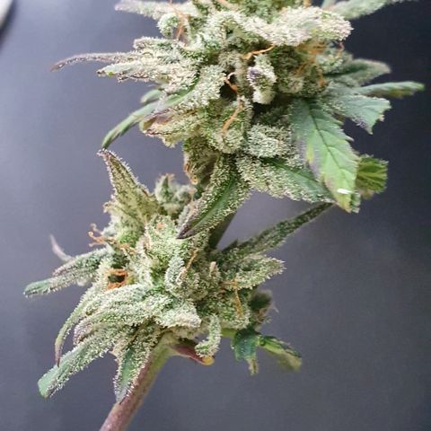 Blue Cheese Automatic growlog timeline photo