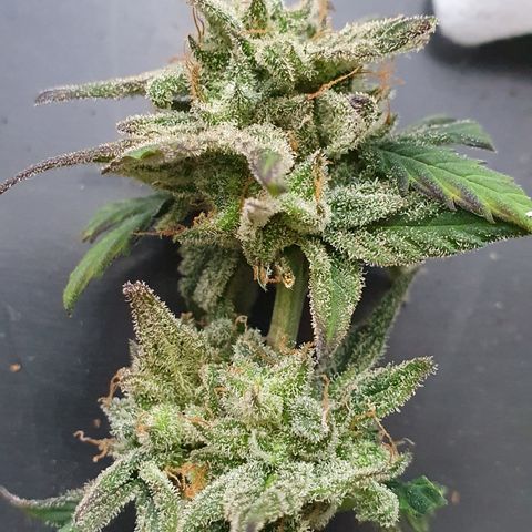 Blue Cheese Automatic growlog timeline photo