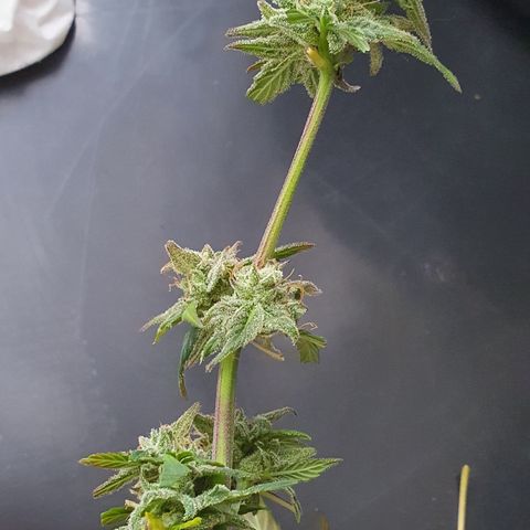 Blue Cheese Automatic growlog timeline photo