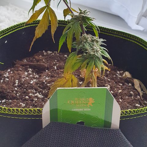 Blue Cheese Automatic growlog timeline photo