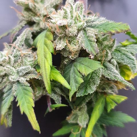 Blue Cheese Automatic growlog timeline photo