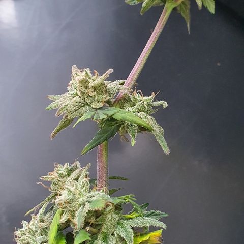 Blue Cheese Automatic growlog timeline photo