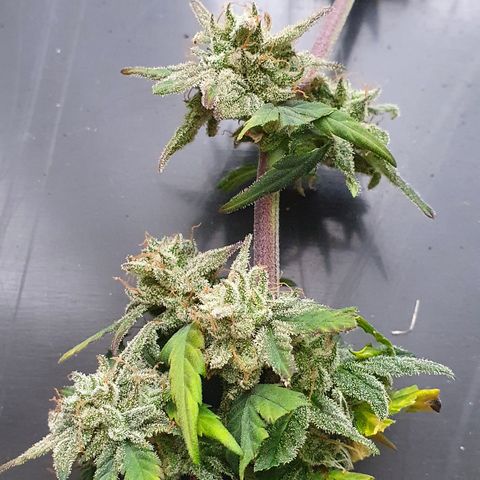 Blue Cheese Automatic growlog timeline photo