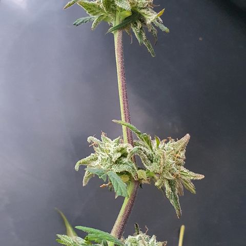Blue Cheese Automatic growlog timeline photo