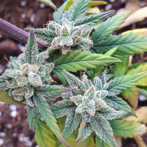 Blue Cheese Automatic growlog timeline photo