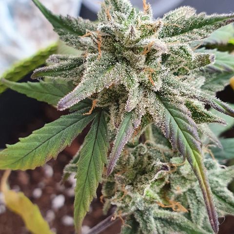 Blue Cheese Automatic growlog timeline photo