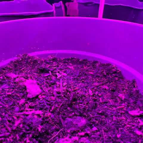 Royal Bluematic growlog timeline photo