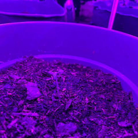 Royal Bluematic growlog timeline photo