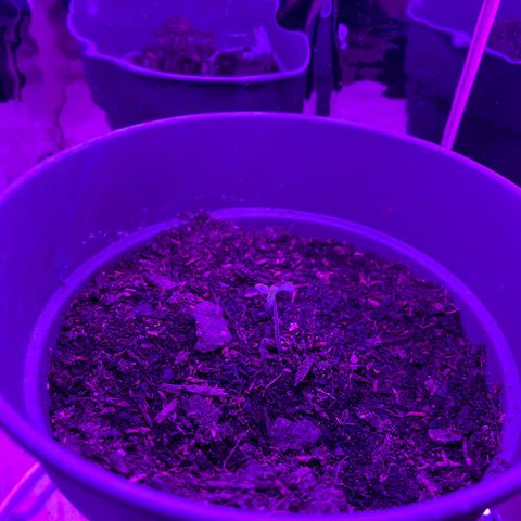 Royal Bluematic growlog timeline photo