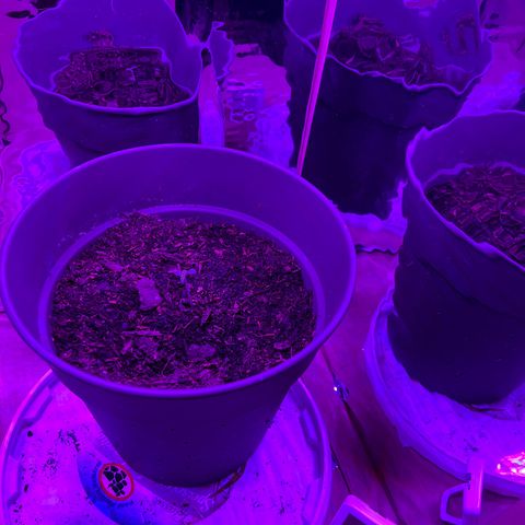Royal Bluematic growlog timeline photo