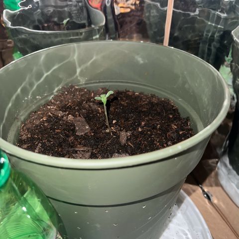 Royal Bluematic growlog timeline photo