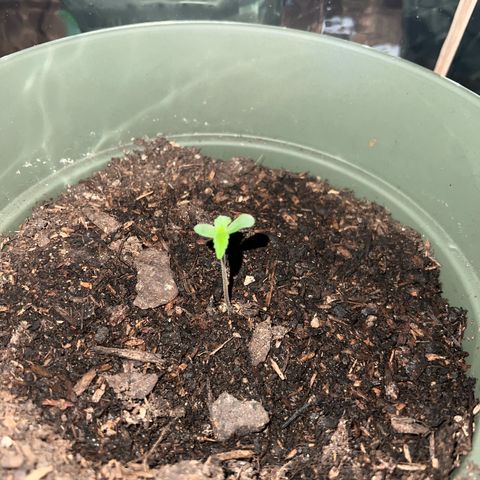 Royal Bluematic growlog timeline photo
