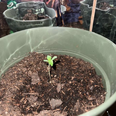 Royal Bluematic growlog timeline photo