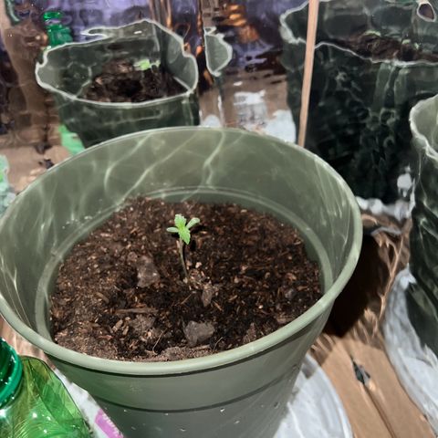 Royal Bluematic growlog timeline photo