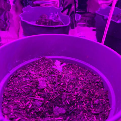 Royal Bluematic growlog timeline photo