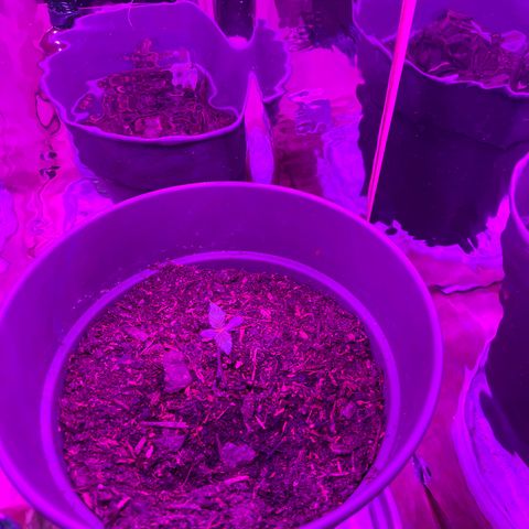 Royal Bluematic growlog timeline photo
