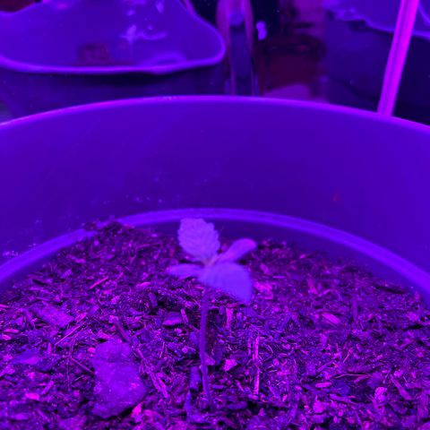 Royal Bluematic growlog timeline photo