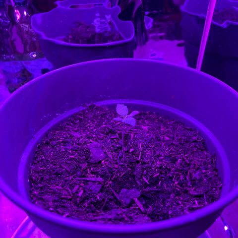 Royal Bluematic growlog timeline photo