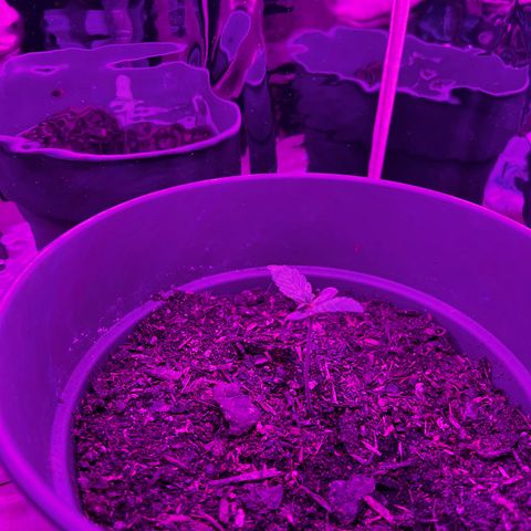 Royal Bluematic growlog timeline photo