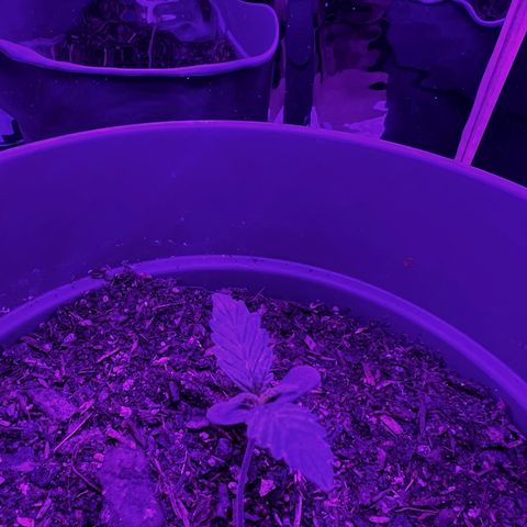 Royal Bluematic growlog timeline photo