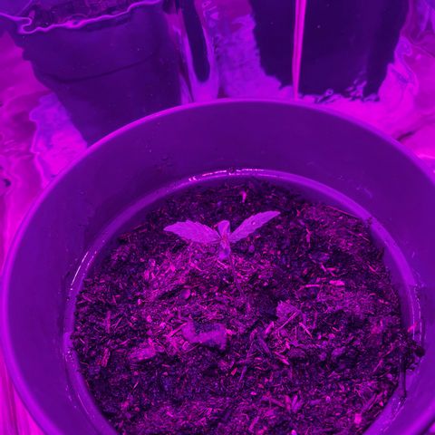 Royal Bluematic growlog timeline photo