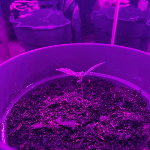 Royal Bluematic growlog timeline photo