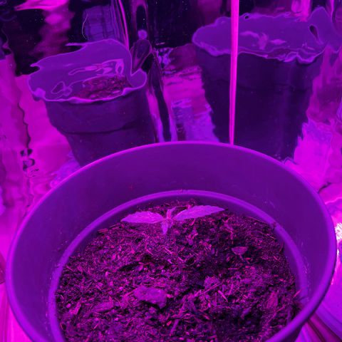 Royal Bluematic growlog timeline photo