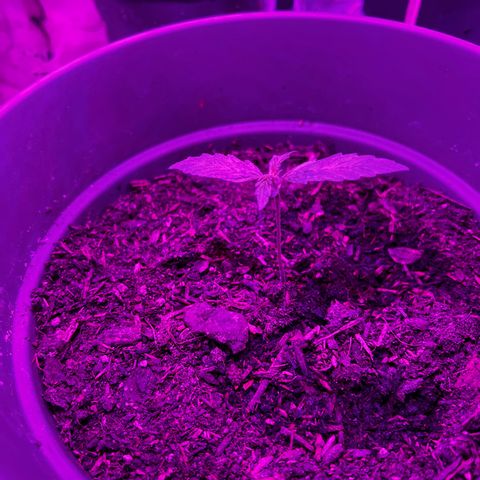 Royal Bluematic growlog timeline photo