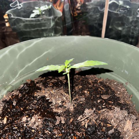 Royal Bluematic growlog timeline photo