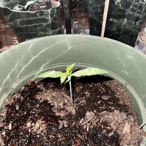 Royal Bluematic growlog timeline photo