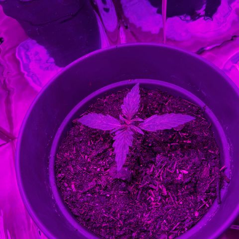Royal Bluematic growlog timeline photo