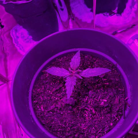 Royal Bluematic growlog timeline photo