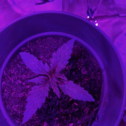 Royal Bluematic growlog timeline photo