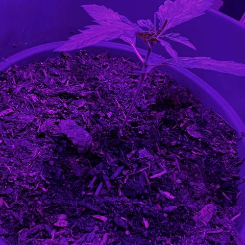 Royal Bluematic growlog timeline photo