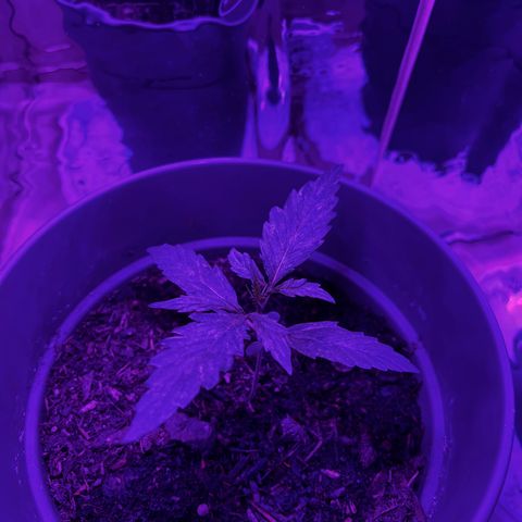 Royal Bluematic growlog timeline photo