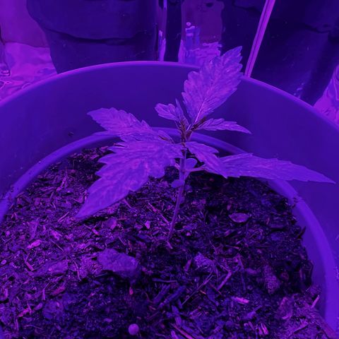 Royal Bluematic growlog timeline photo